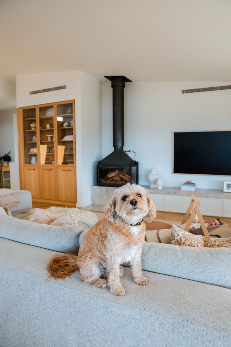 A lived-in home with a little company.